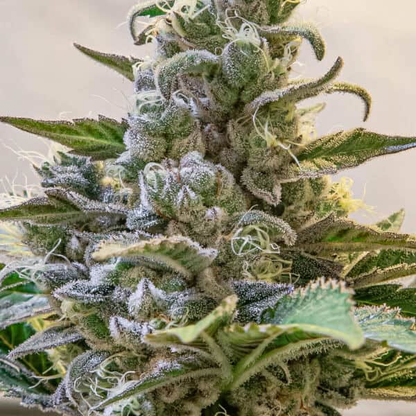 Lemon Cake Fast semilla > high Speeds Buds | Semillas feminizadas  |  Híbrido